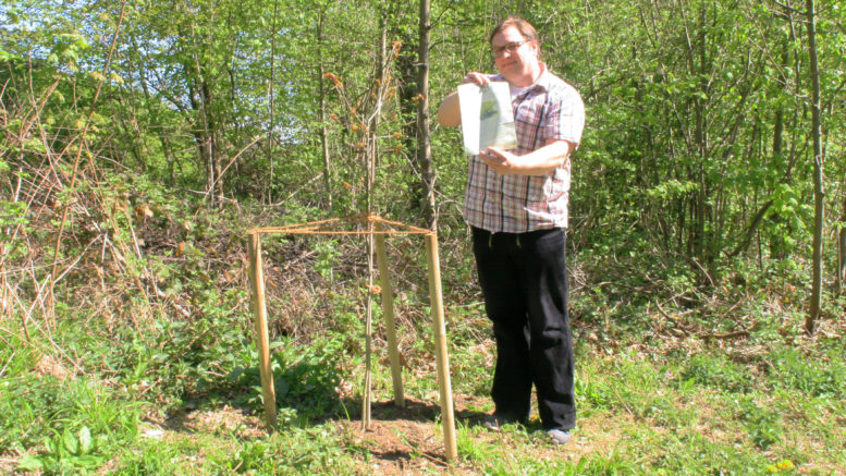 Femeiche in Mettmann
