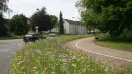 Blumenwiese an der Ringstraße