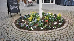 Bett in einer Baumscheibe