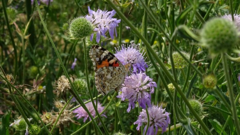 Blumen mit einem Schmettling