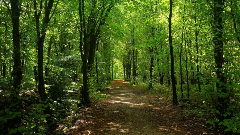 Waldweg