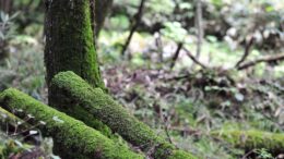 Wald, bemoostes Holz