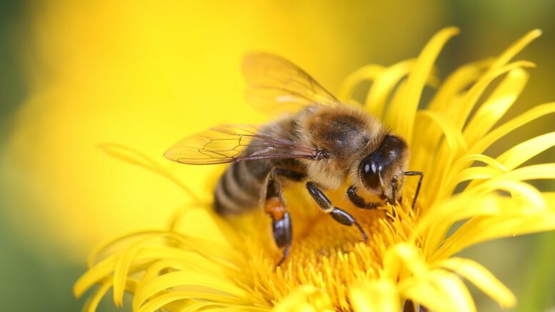 Biene auf einer Blüte