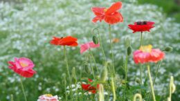 Frühlingsblumen