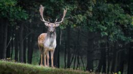 Hirsch auf einer Lichtung