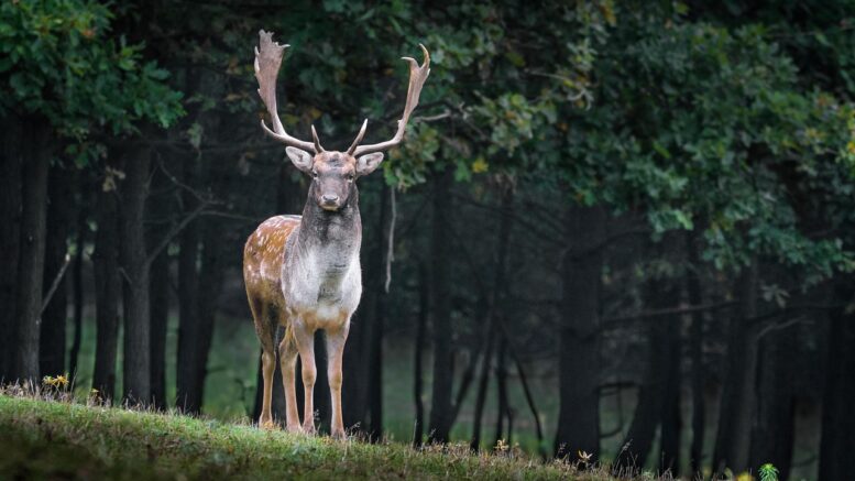 Hirsch auf einer Lichtung
