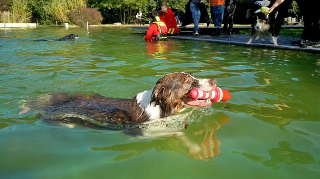 Hundeschwimmen Im Naturfreibad