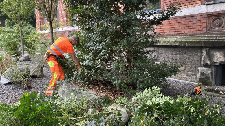 Rückschnitt Schottergarten