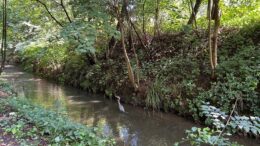 Mettmanner Bach mit Fischreier