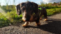 Hund an der Leine